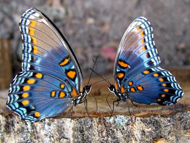 Все о бабочках в Астрахани | ЗооТом портал о животных