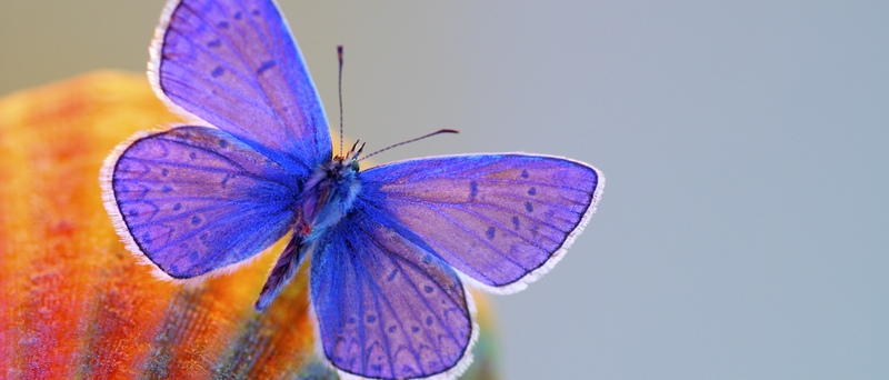 Все о бабочках в Астрахани | ЗооТом портал о животных