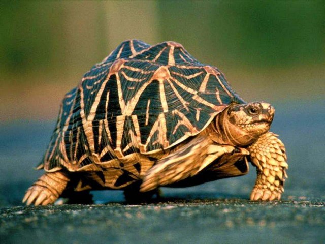 Все о черепахах в Астрахани | ЗооТом портал о животных