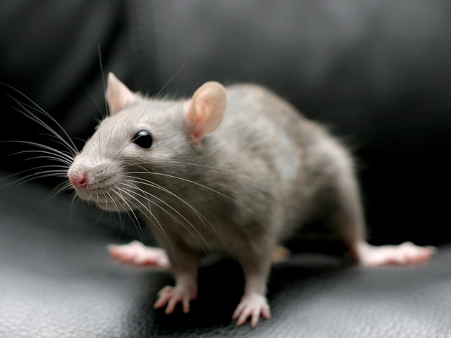 Все о крысах в Астрахани | ЗооТом портал о животных