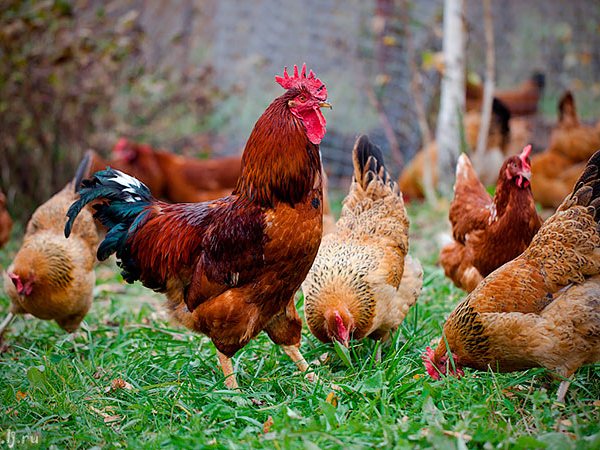 Породы куриц | ЗооТом - продажа, вязка и услуги для животных в Астрахани