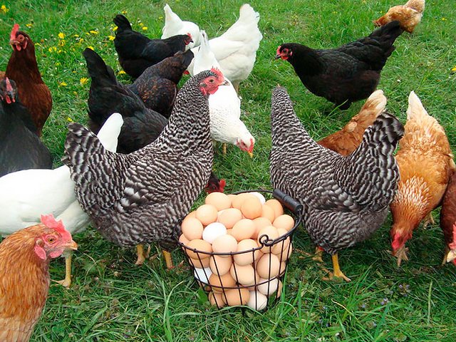 Содержание кур и уход за ними | ЗооТом - продажа, вязка и услуги для животных в Астрахани