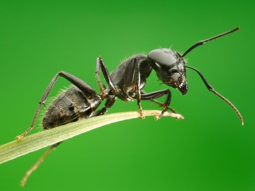 Все о муравьях в Астрахани | ЗооТом портал о животных