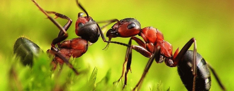 Все о муравьях в Астрахани | ЗооТом портал о животных