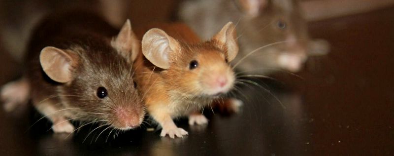 Все о мышах в Астрахани | ЗооТом - продажа, вязка и услуги для животных в Астрахани