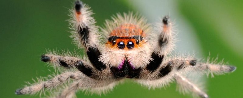 Все о пауках в Астрахани | ЗооТом портал о животных