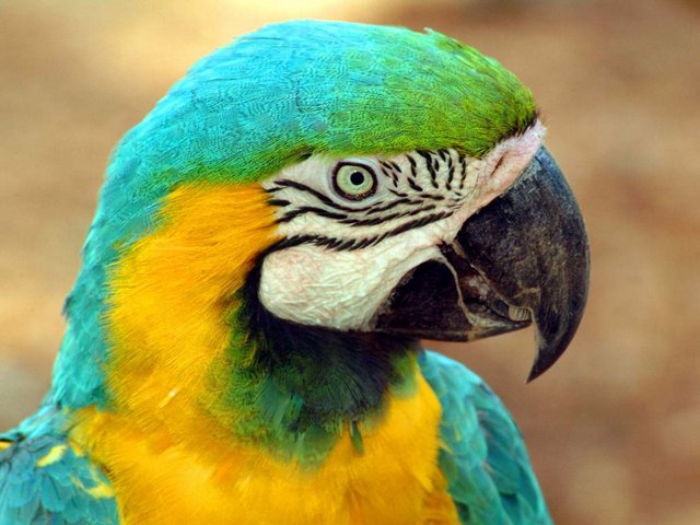 Все о попугаях в Астрахани | ЗооТом портал о животных