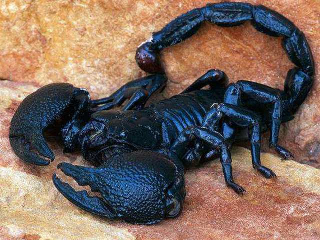 Все о скорпионах в Астрахани | ЗооТом портал о животных