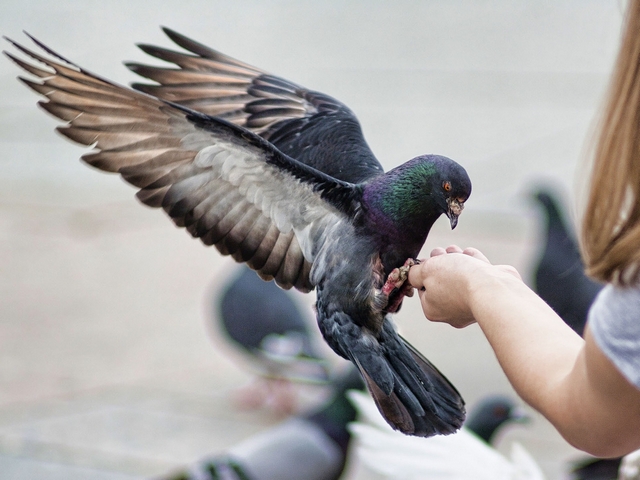 Все о голубях | ЗооТом - продажа, вязка и услуги для животных в Астрахани