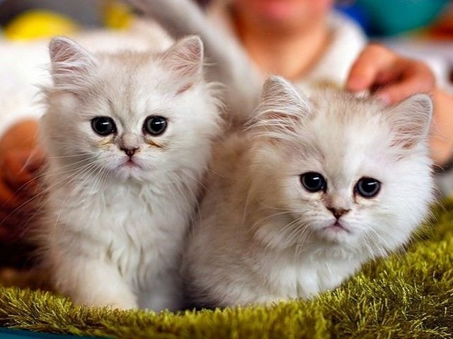 Породы кошек в Астрахани | ЗооТом портал о животных