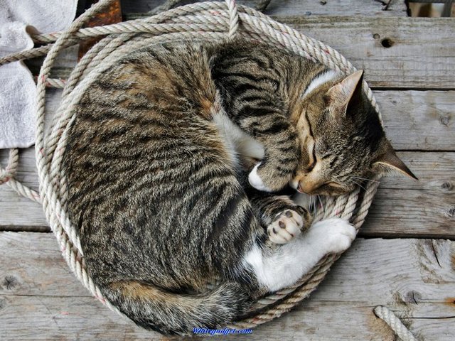 Все о кошках в Астрахани | ЗооТом портал о животных