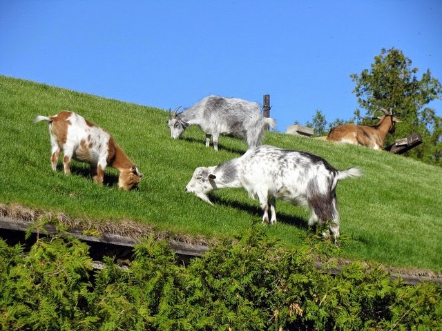 Все о козах в Астрахани | ЗооТом портал о животных