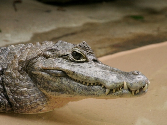 Все о крокодилах в Астрахани | ЗооТом портал о животных
