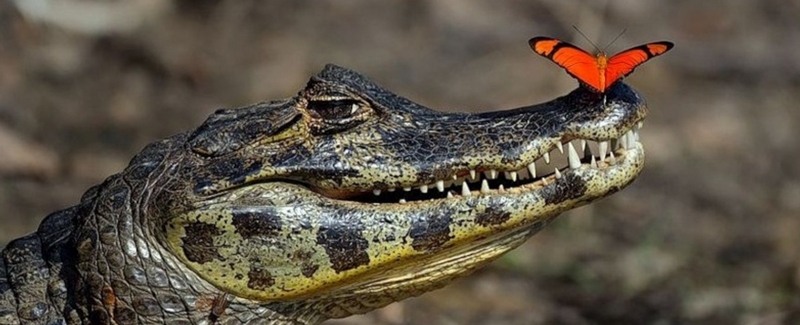 Все о крокодилах в Астрахани | ЗооТом портал о животных