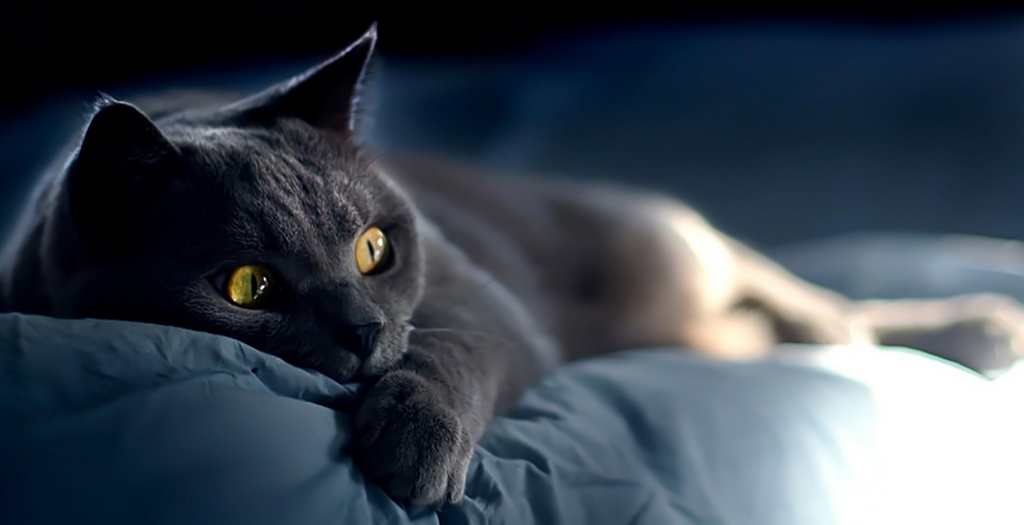 Объявления о кошках | ЗооТом - продажа, вязка и услуги для животных в Астрахани