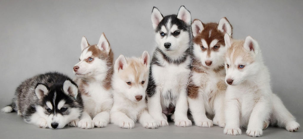 Объявления о собаках | ЗооТом - продажа, вязка и услуги для животных в Астрахани
