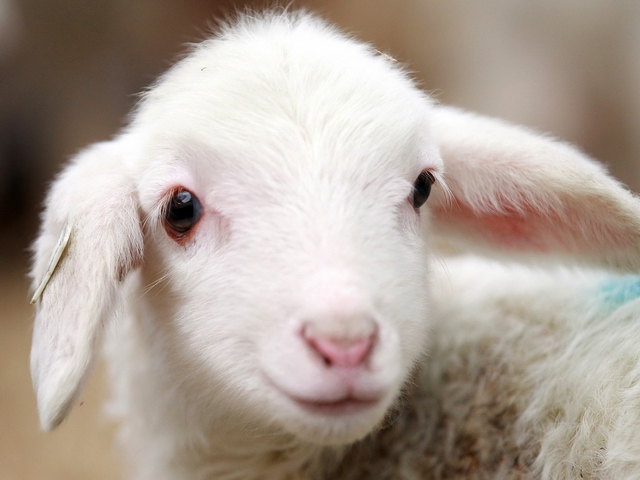 Овцы и бараны в Астрахани | ЗооТом портал о животных