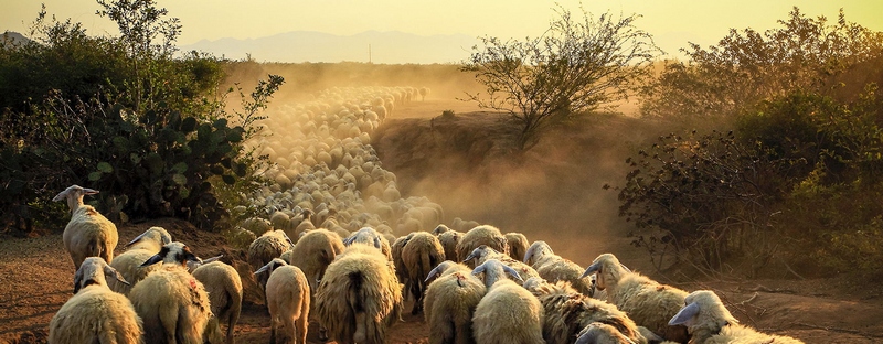 Все об овцах в Астрахани | ЗооТом портал о животных