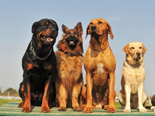 Крупные породы собак в Астрахани | ЗооТом портал о животных