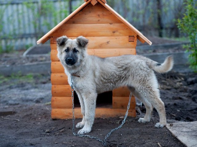 Все о собаках в Астрахани