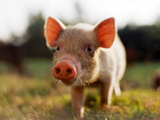 Все о свиньях в Астрахани | ЗооТом портал о животных