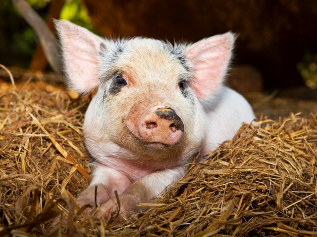 Все о свиньях в Астрахани | ЗооТом портал о животных